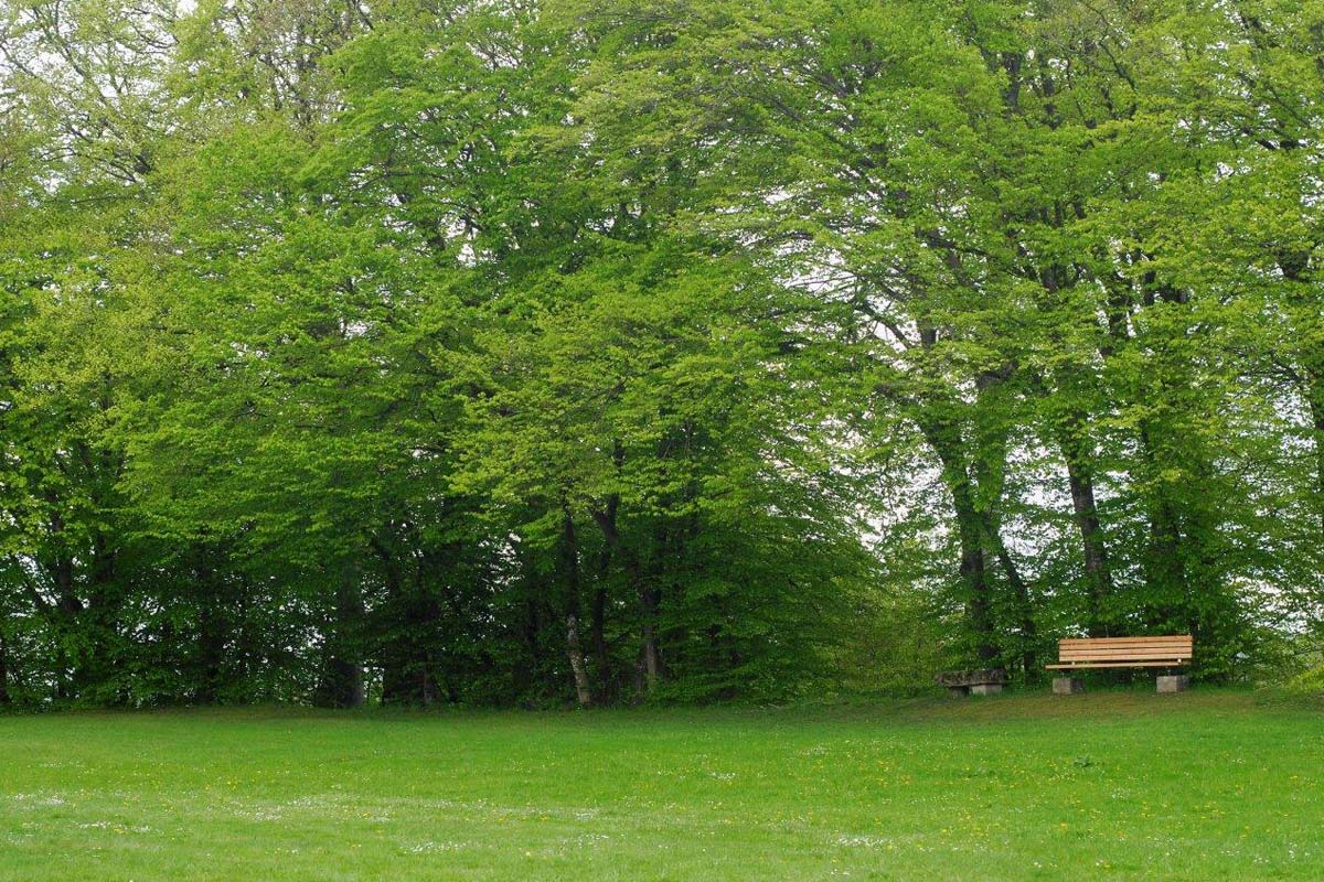 Ruhebank am Petersberg