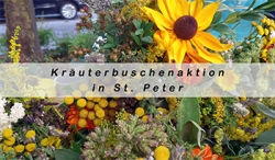 Banner Kräuterbuschenaktion